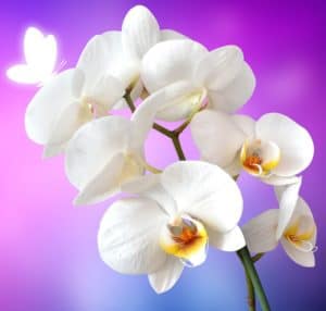 A white orchid