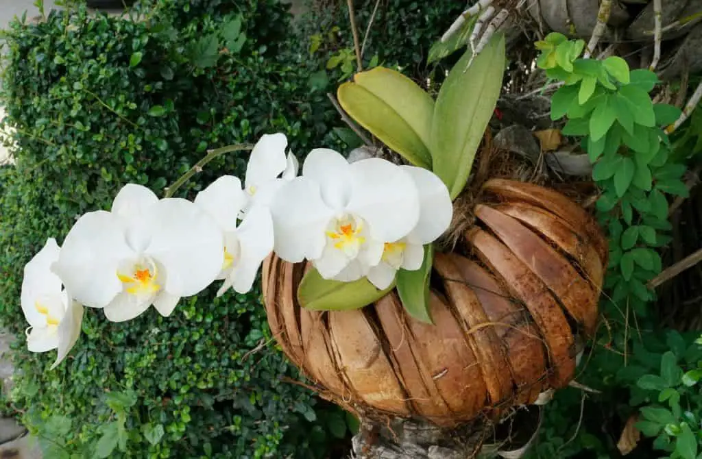 Orchids in Hanging Baskets