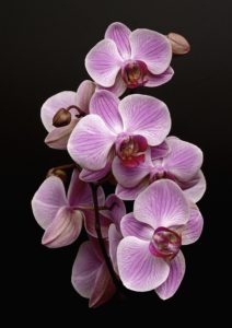 A purple orchid