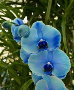 Blue orchids