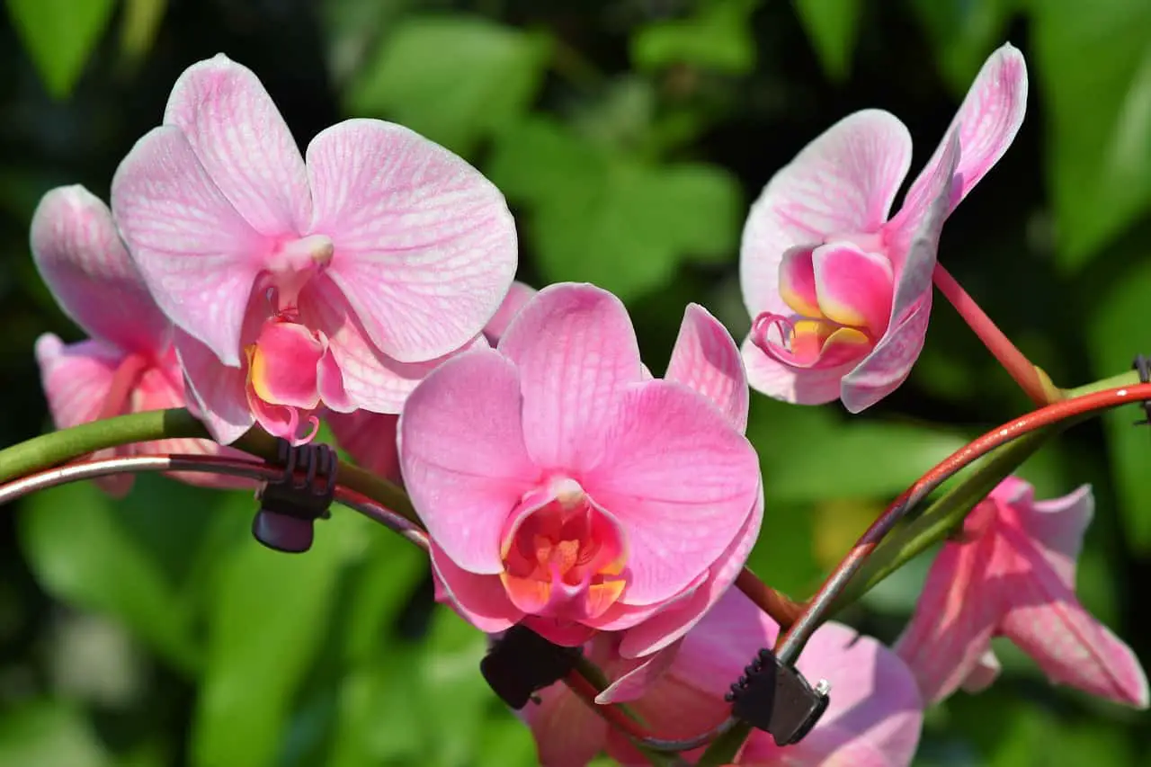 Beautiful oink orchid flowers on the article how Can You Prevent Curled or Wrinkled Orchid Leaves?