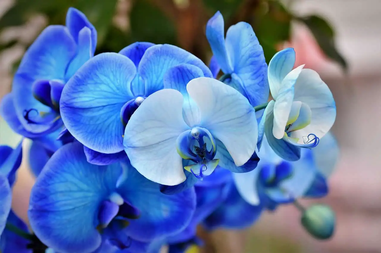 Blue orchid on the article Are Blue Orchid Flowers Real