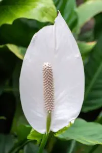 A white peace lily