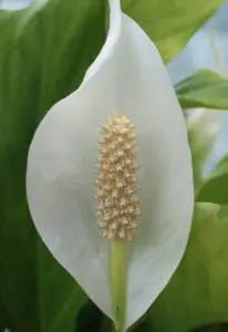 A white peace lily