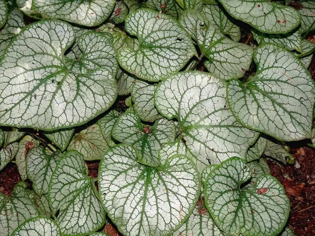 A peperomia plant on the article How to Care for your Peperomia Frost Plant?