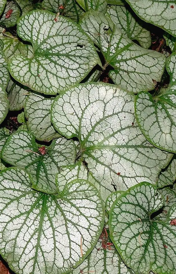 A peperomia plant on the article How to Care for your Peperomia Frost Plant?