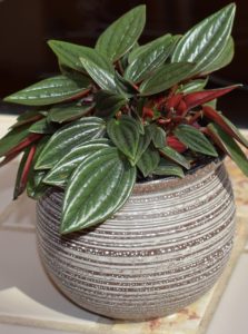 A peperomia plant