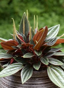 A peperomia flower