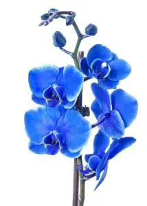 A blue orchid on the article Planting Orchids in Hanging Baskets
