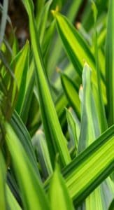 snake plant