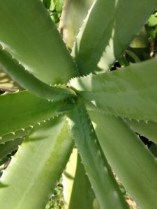 A green aloe vera plant