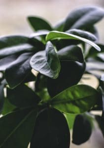 A fiddle leaf fig with no roots showing