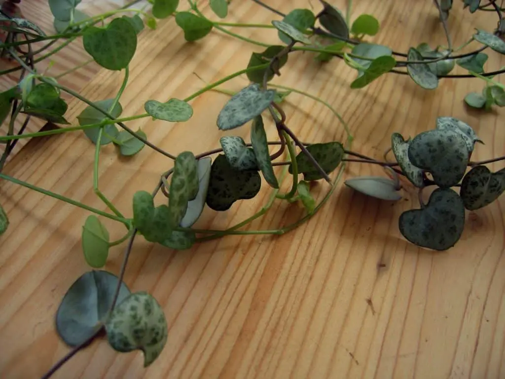 A string of hearts on the article Why is my String of Hearts Leaves Turning Yellow