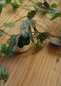 Heart shaped string of hearts leaves