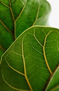 fiddle leaf fig