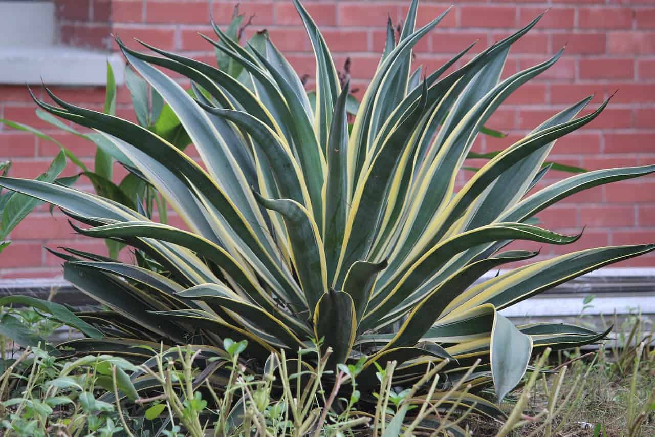 A snake plant on the article Why Your Snake Plant has no Roots?