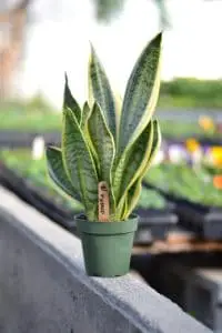 A snake plant on the article why your snake plant has no roots