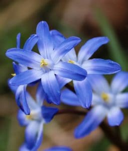 Flores azules en forma de estrella.