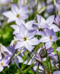 Star shaped flowers