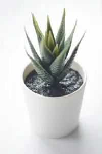 A aloe vera plant in a white pot