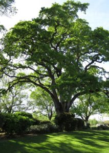 Large oak tree