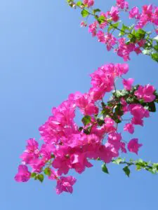 A Bougainvillea blooming 