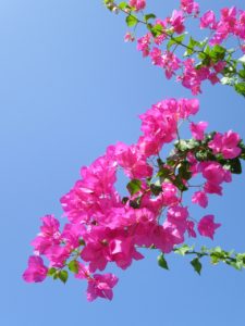 A Bougainvillea blooming 