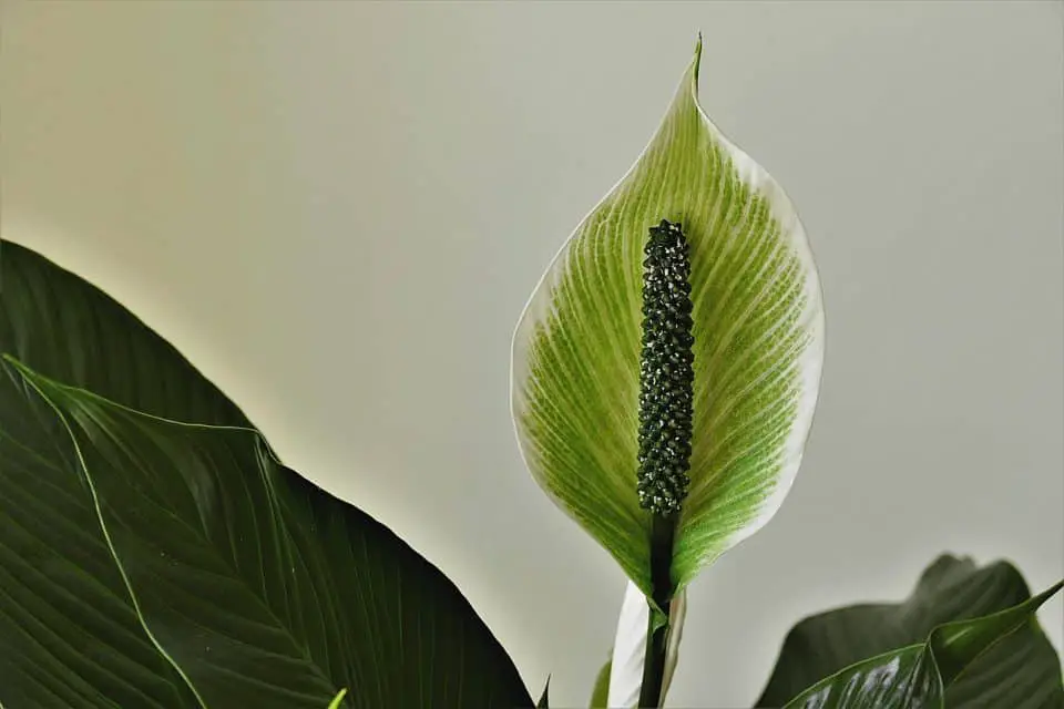 A peace lily on the article Peace Lily Flowers Turning Brown