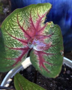 An Elephant ear plant