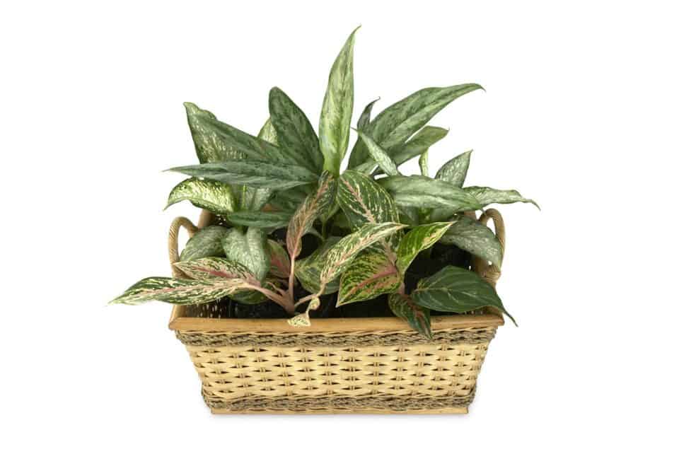 A Dieffenbachia plant on the article How To Fix Your Dieffenbachia Leaves Curling