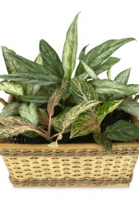 A Dieffenbachia plant on the article Common Dieffenbachia Problems and How to Fix Them