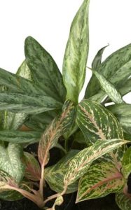 A Dieffenbachia plant on the article Common Dieffenbachia Problems and How to Fix Them