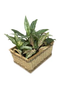 A Dieffenbachia plant