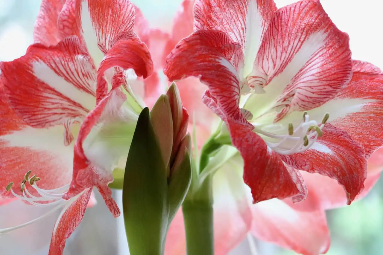 Pink flowers on the article What do you do With Amaryllis Bulbs After They Bloom?