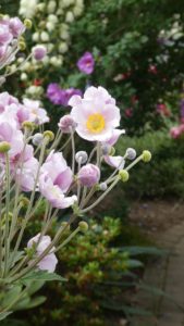 Small pink and white flowers