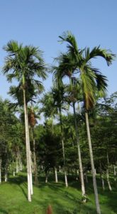 Areca palms on the article Areca Palm Diseases and How to Cure Them