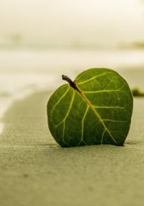 A leaf on a beach on the article The Top 12 Outdoor Plants That Reduce Air Pollution