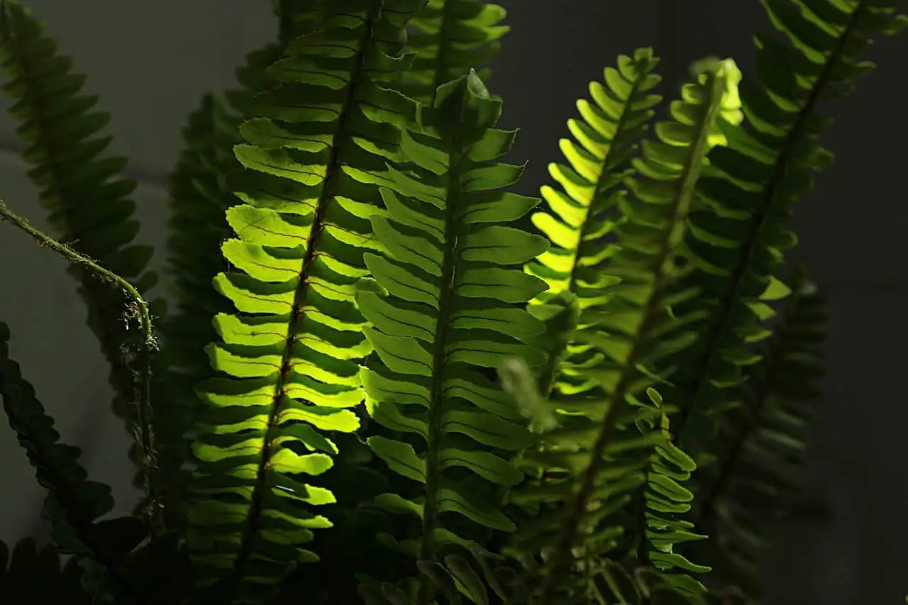 A boston fern on the article How to Stop Your Boston Fern Leaving Curling?