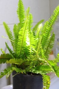 Light green boston fern