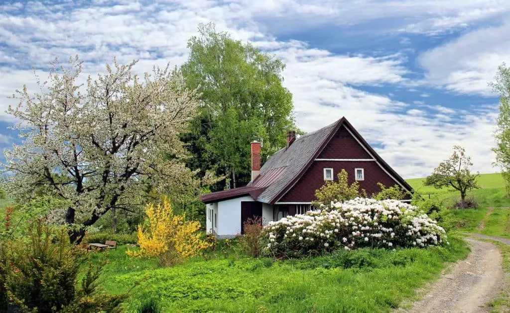 House with trees on the article Top 5 Best Small Trees with Non Invasive Roots