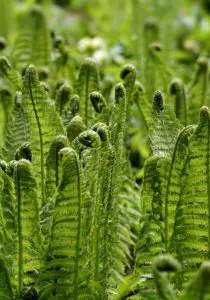 Lots of green ferns