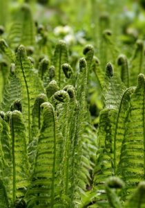 Can I Grow Ferns in Water Only? (Learn How & the Benefits)