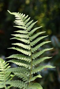 A green fern