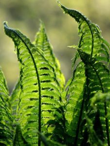 A green fern