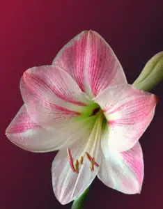 A pink and white amaryllis