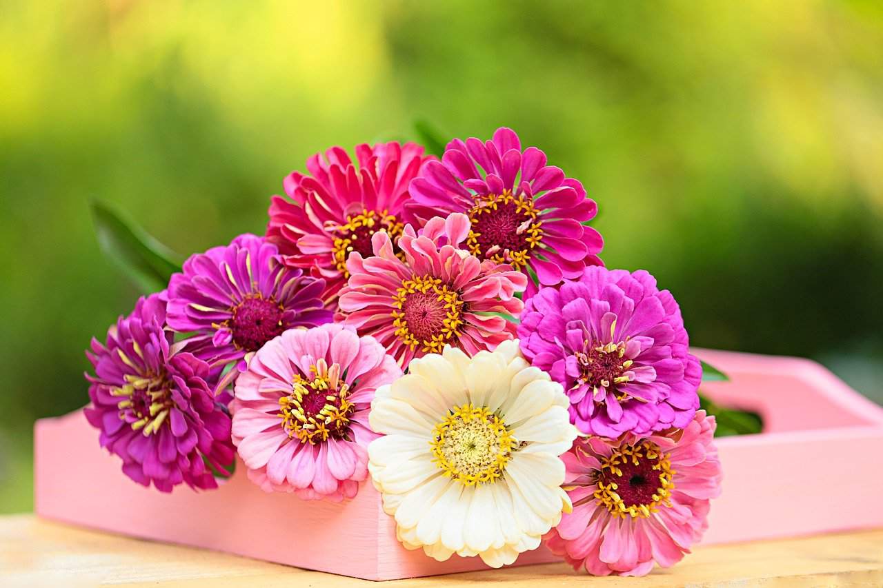 How to Stop a Gerbera Daisy Wilting Causes & How to fix it