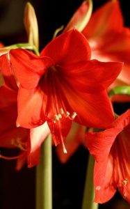 A red amaryllis