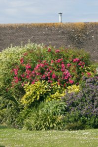 Large shrubs outside a house