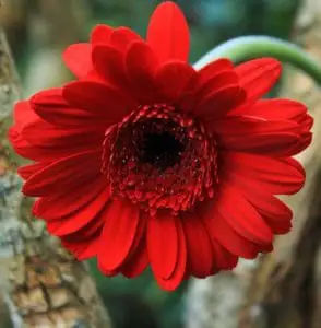 A gerbera daisy on the article How to Stop a Gerbera Daisy Wilting