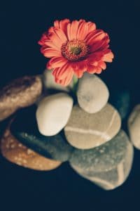 Gerbera daisies